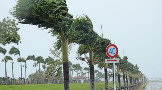台風で揺れる沖縄のヤシの木